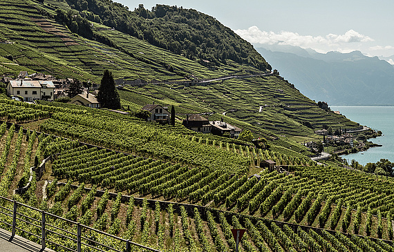 La fête fait le lien avec «Lavaux, vignobles en terrasses», inscrit au Patrimoine mondial depuis 2007. Switzerland Tourism