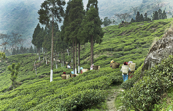 Special.T importe des thés premium de cinq régions: Chine, Japon, Sri Lanka, Afrique du Sud et Inde – ici la plantation de Jungpana dans la région de Darjeeling. (DR)