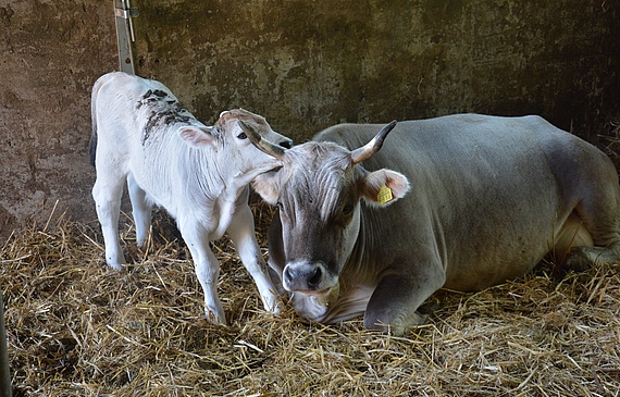 Rätisches Grauvieh punktet bei Haltern mit Genügsamkeit, bei Köchen mit Topfleischqualität.(Bild Jörg Ruppelt)