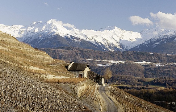 Le vignoble de la Savoie ressemble à celui du Valais. «On vend notre paysage, nos cépages originaux et la qualité de nos vins», dit un producteur. (Laurent Madelon Unité Création)