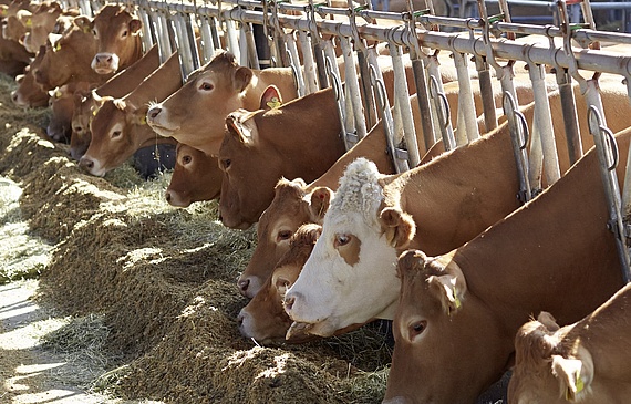 Beim Schweizer Rindvieh teilen mehr als die Hälfte der Tiere ihr Zuhause mit weniger als 50 Artgenossen. (ZVG)