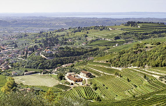 Issu d’une région montagneuse et pluvieuse de la Vénétie, et quelque peu snobé par les Italiens, l’Amarone est exporté à près des deux tiers de sa production. dr