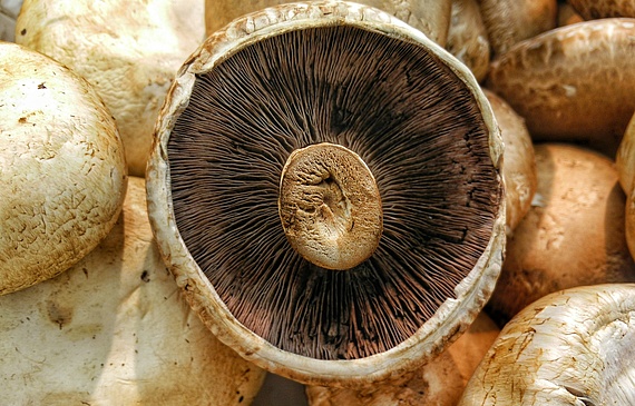 Neu gibt es auch duftende Shiitake und würzige Kräuterseitlinge in der praktischen Grill-Packung. (Bild 