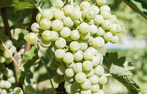 Vigoureux à la vigne, le Divona s’adapte à un large éventail de sols et de climats. (Agroscope-Carole Parodi)