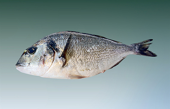 Fische wie Doraden eignen sich für eine Zubereitung auf glühenden Kohlen. (ZVG)