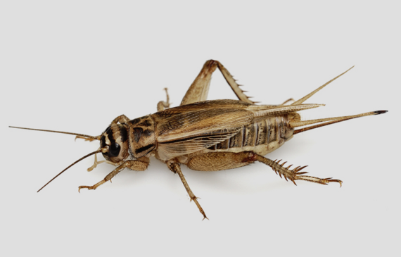 Mhm.... lecker! Oder etwa doch nicht? Ento Food gibt einen aktuellen Einblick rund ums Thema Insekten. (Bild ZVG)