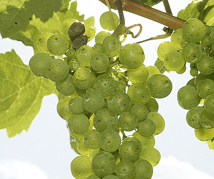 Le johannis’ reste le deuxième cépage blanc planté en Valais. dr