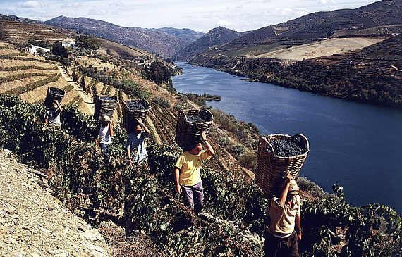 Dans la vallée du Douro, les vendanges se font toujours à la main, que ce soit pour les raisins destinés au porto ou au vin rouge sec.