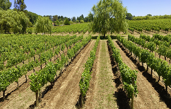 Le climat chilien permet de cultiver la vigne avec un minimum d’intrants, voire même rigoureusement en bio, comme à Chillan, chez les Lenz. (DR)